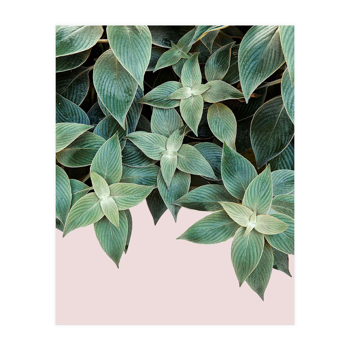 pianta pink (Print Only)