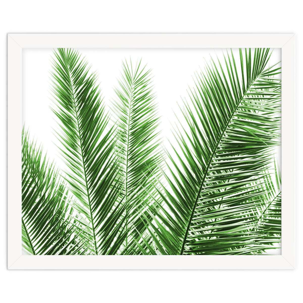 Palm Leaves
