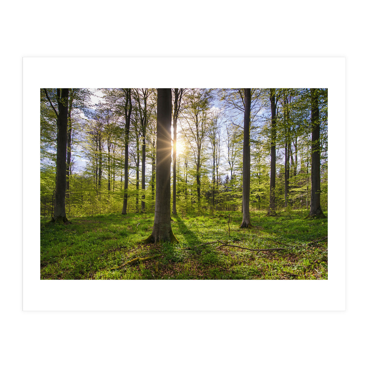 Spring Sun (Print Only)