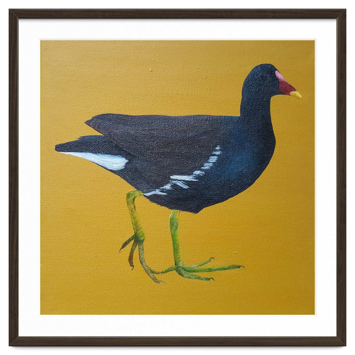 Moorhen