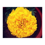 Yellow Chrysanthemum (Print Only) thumbnail