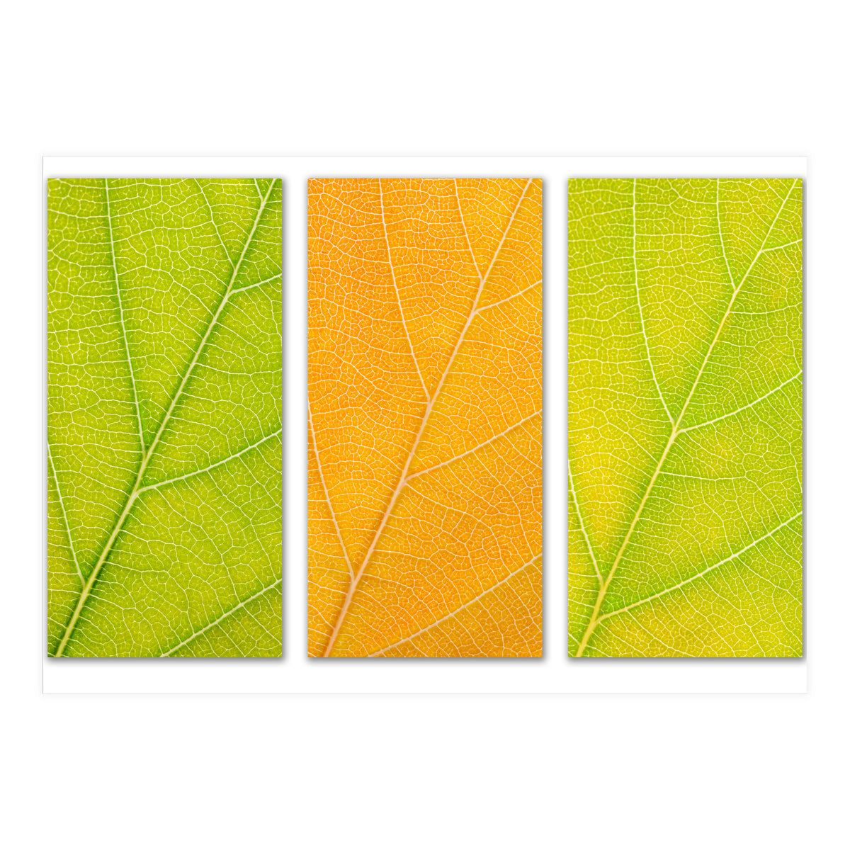 Autumn Leaves (Print Only)