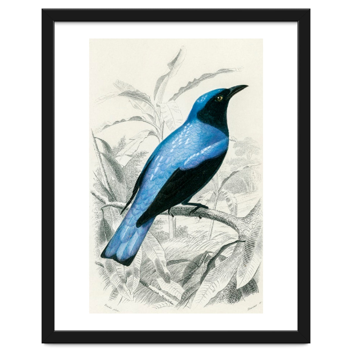 Square-tailed drongo illustrated