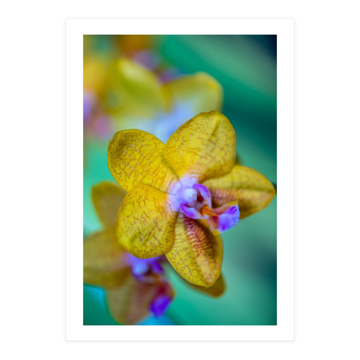 Orchidee Phalleanopsis (Print Only)