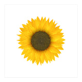 Watercolor Sunflower (Print Only) thumbnail