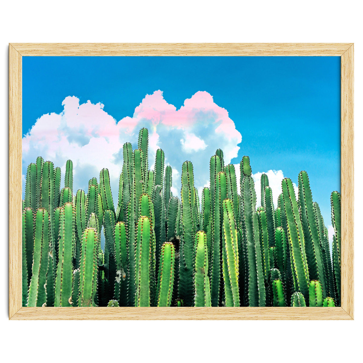 Cactus Summer
