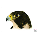 Peregrine falcon (Print Only) thumbnail