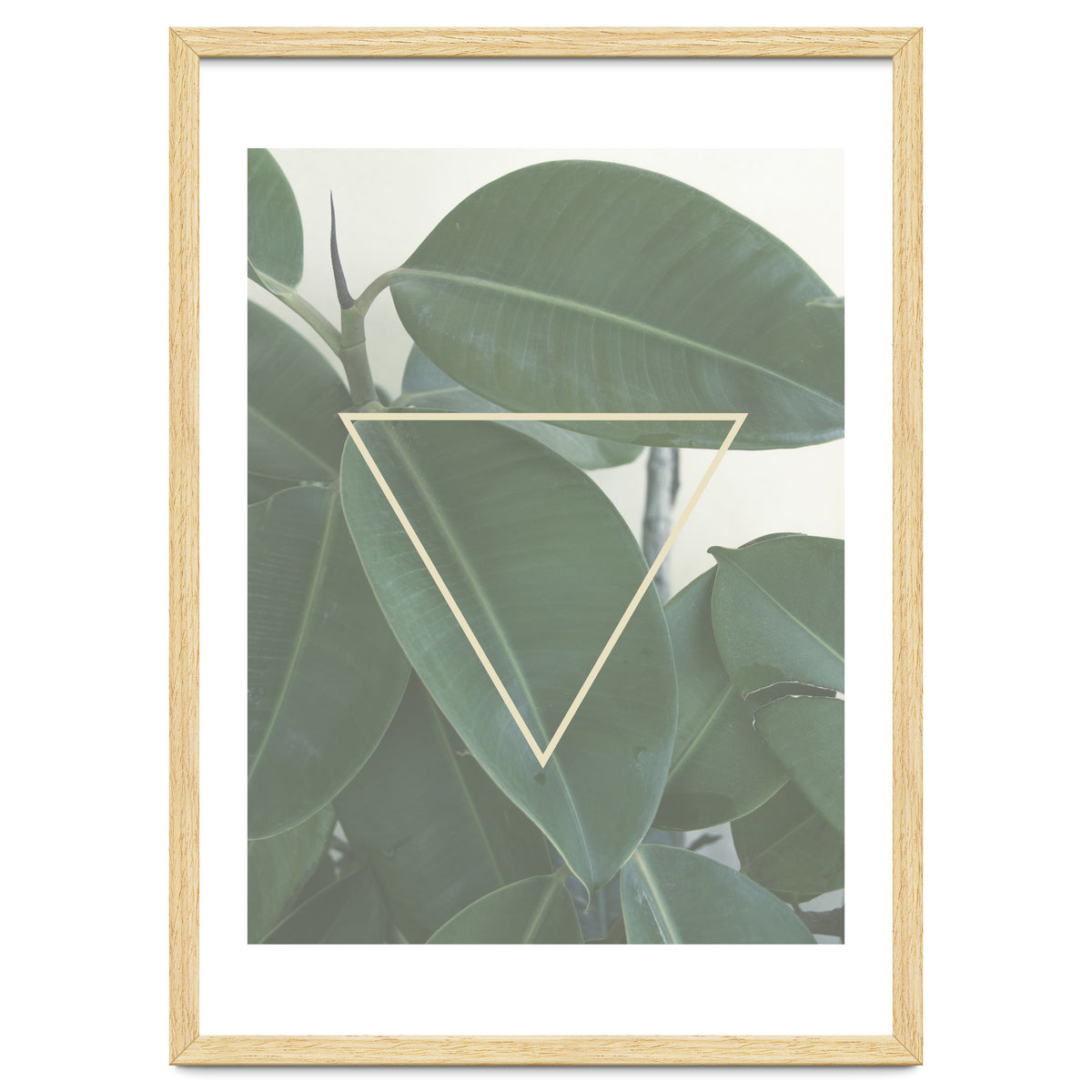 ficus triangle