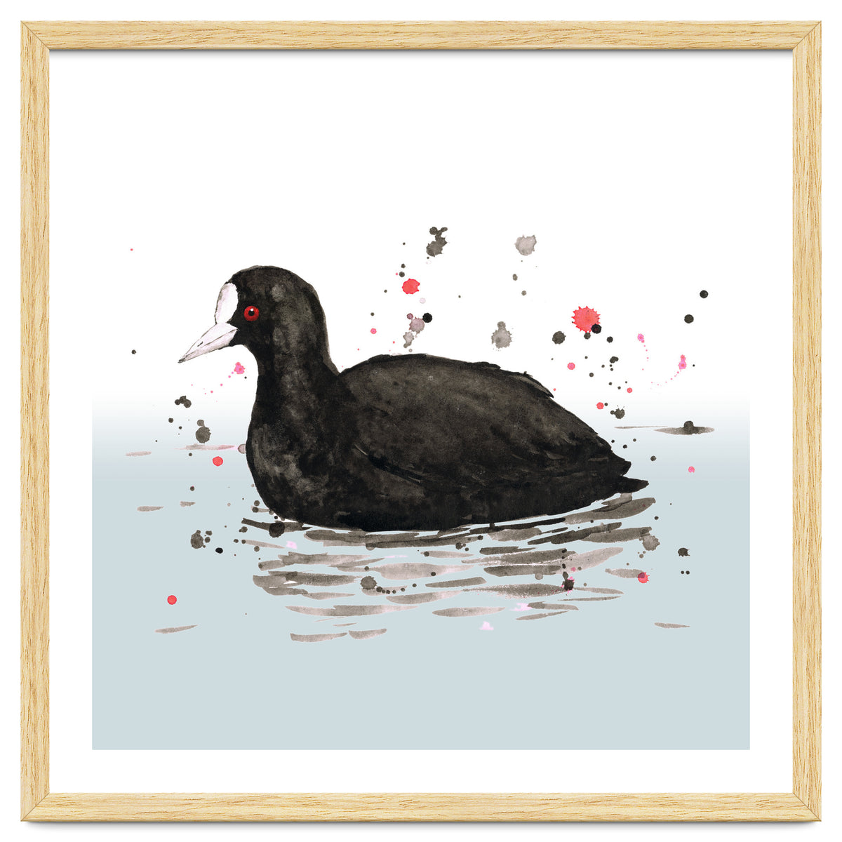 Common coot