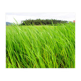 In the Tall Grass (Print Only) thumbnail