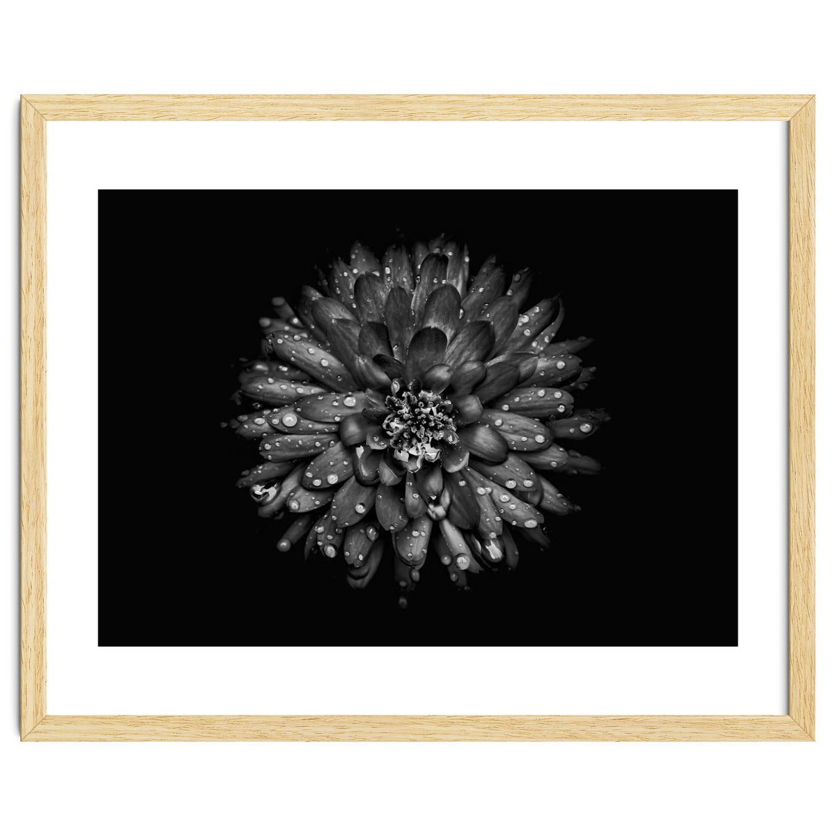 Backyard Flowers In Black And White No 45