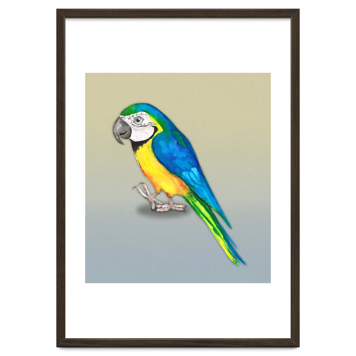 Blue and yellow macaw