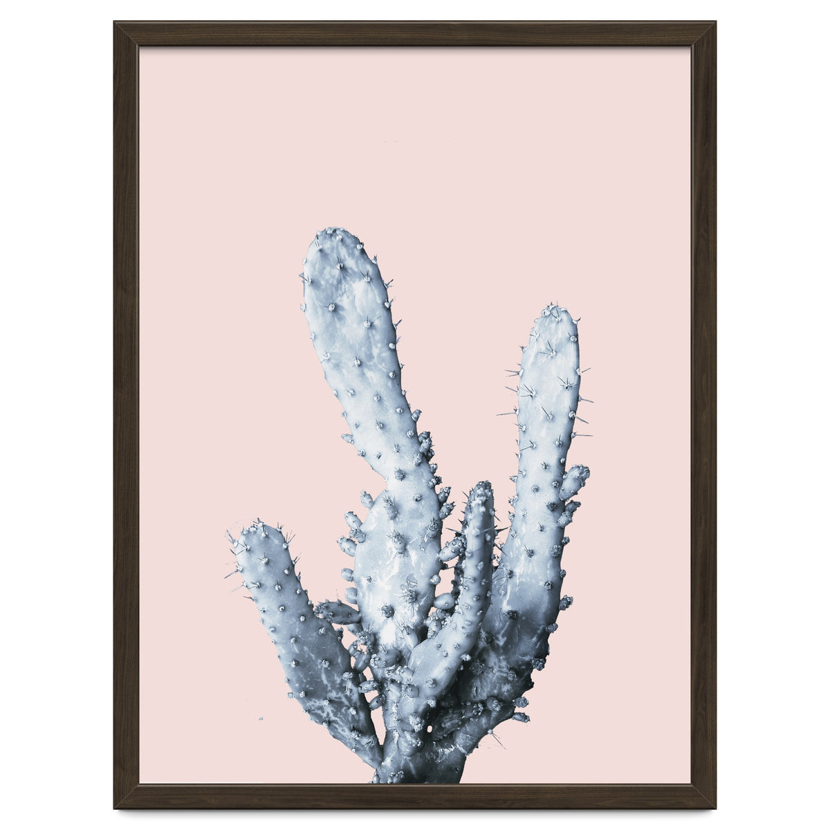 Cactus collection BL-I