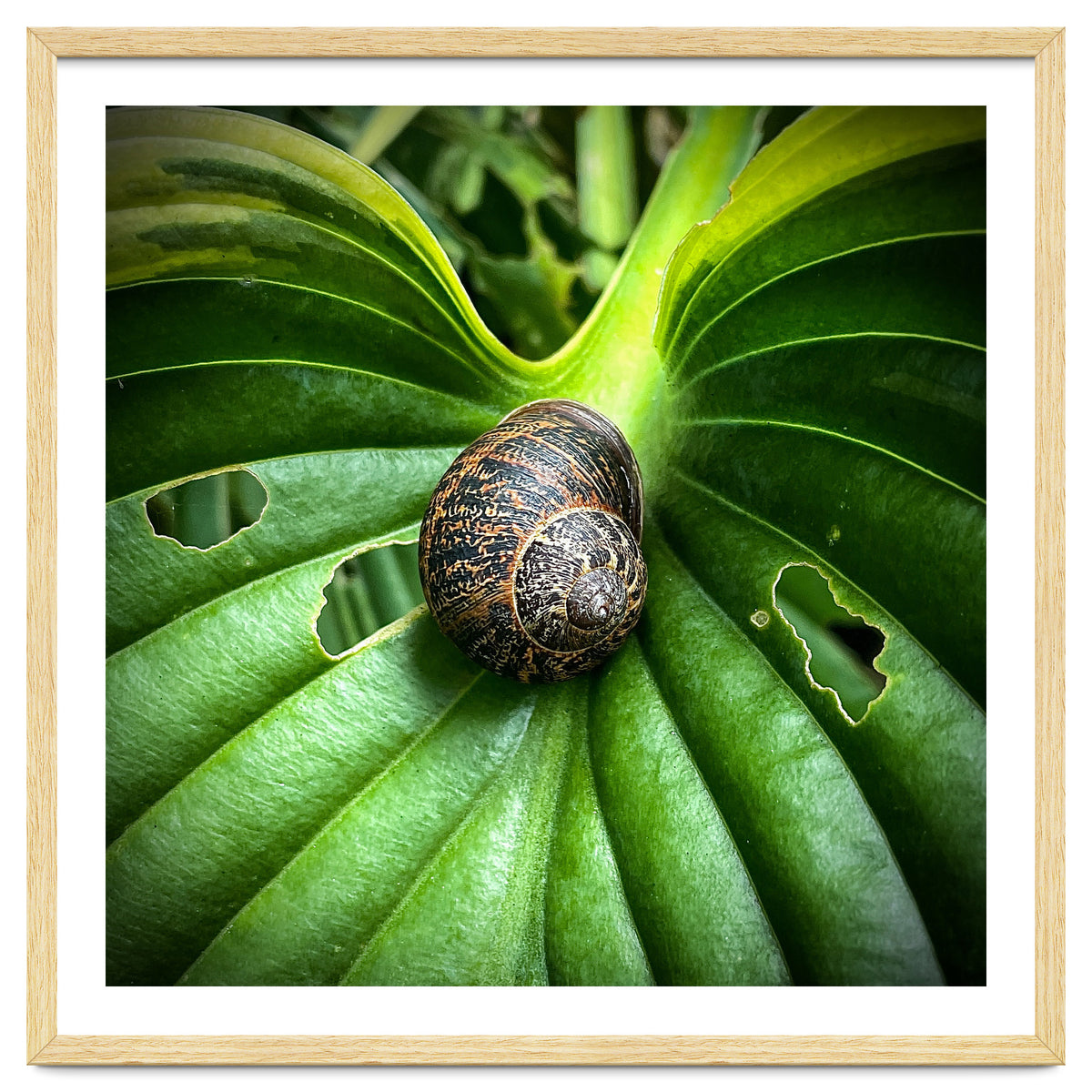 Snail on a hosta leaf