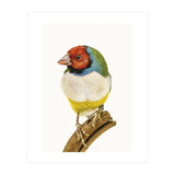 Cc Birds 06 (Print Only) thumbnail