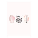 Seashells (Print Only) thumbnail