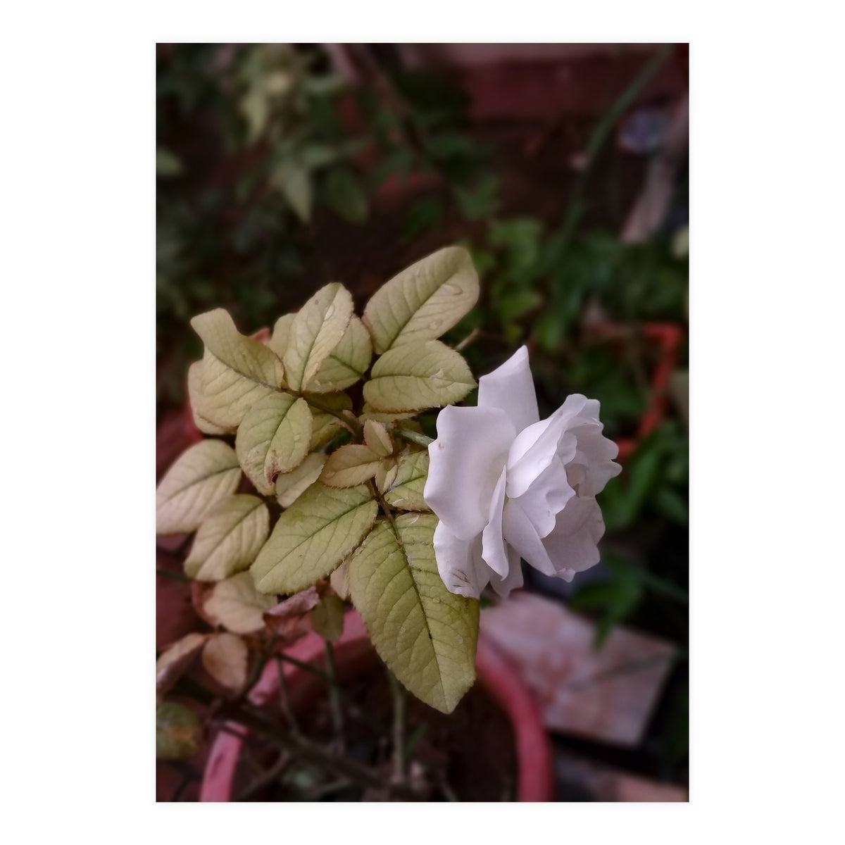 White Rose Garden (Print Only)