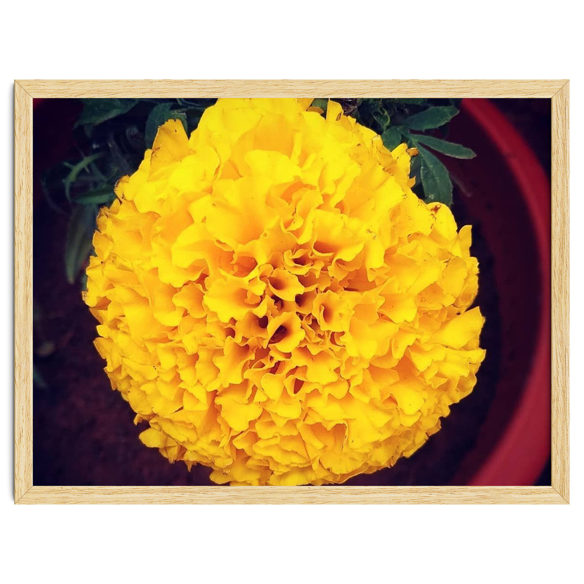 Yellow Chrysanthemum