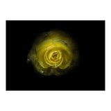 Backyard Flowers 64 Color Version (Print Only) thumbnail
