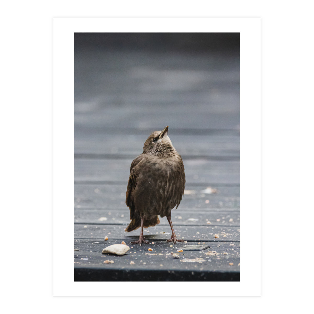 Treading the boards (Print Only)