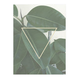 ficus triangle (Print Only) thumbnail