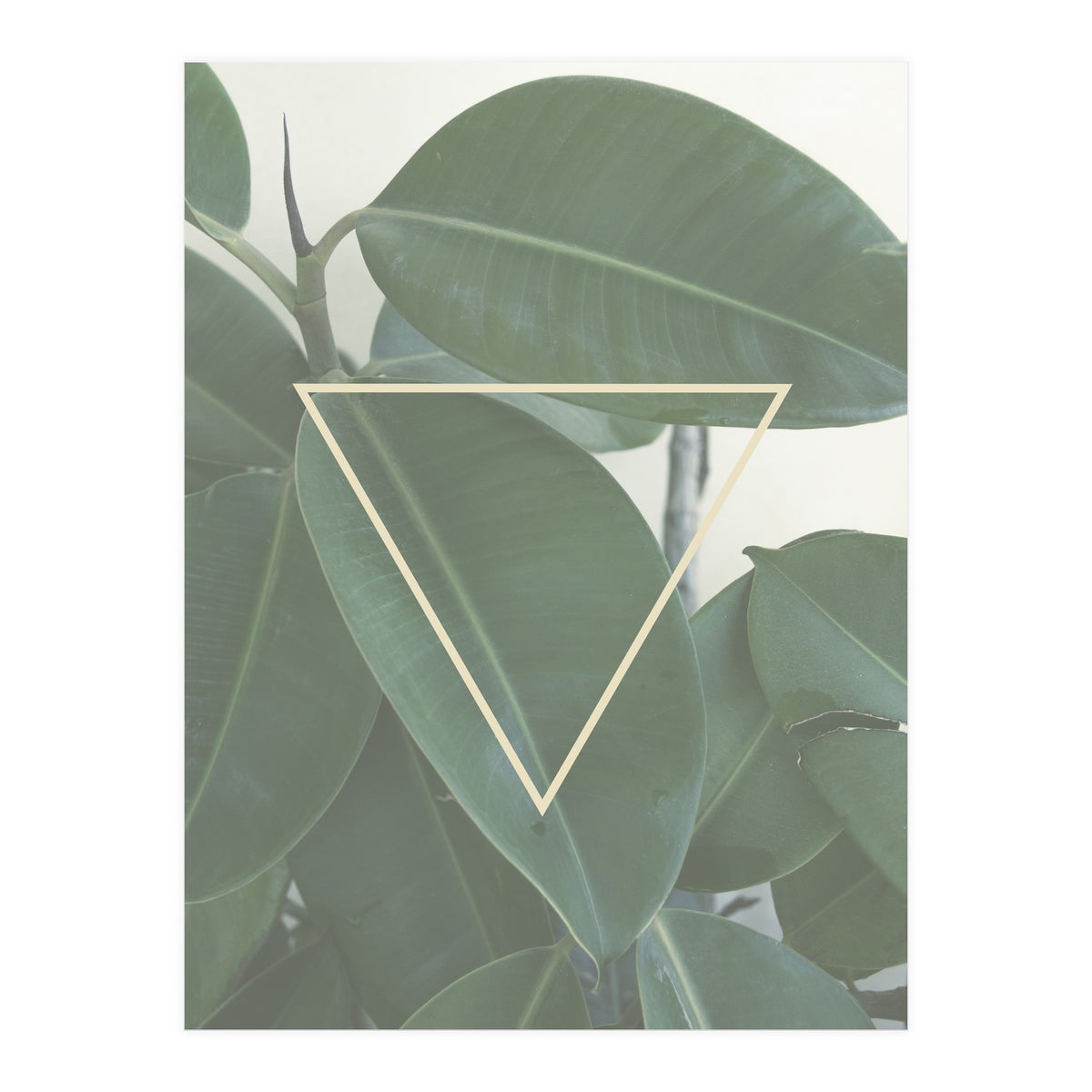 ficus triangle (Print Only)