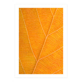 Autumn Leaf (Print Only) thumbnail