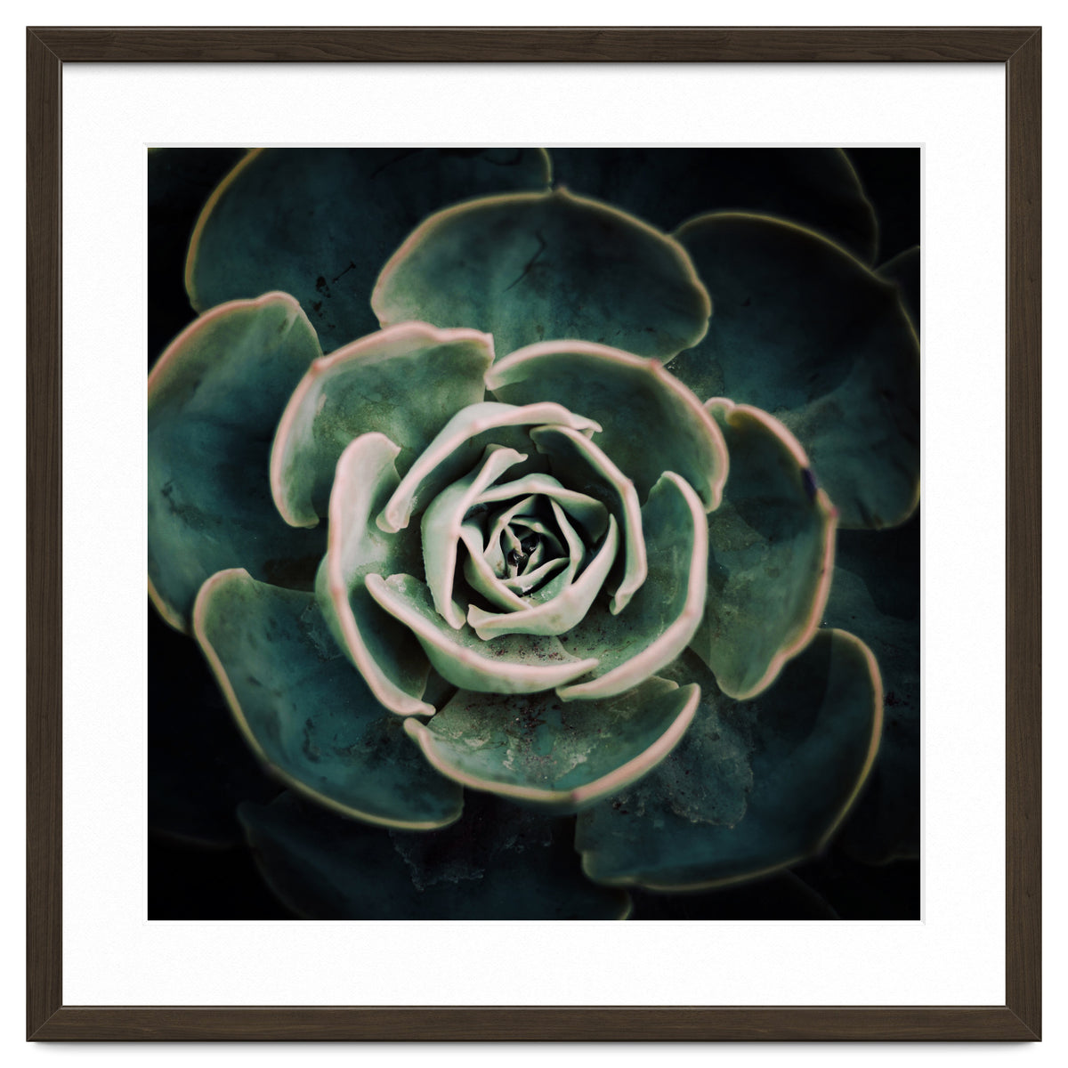 DARKSIDE OF SUCCULENTS IV-A