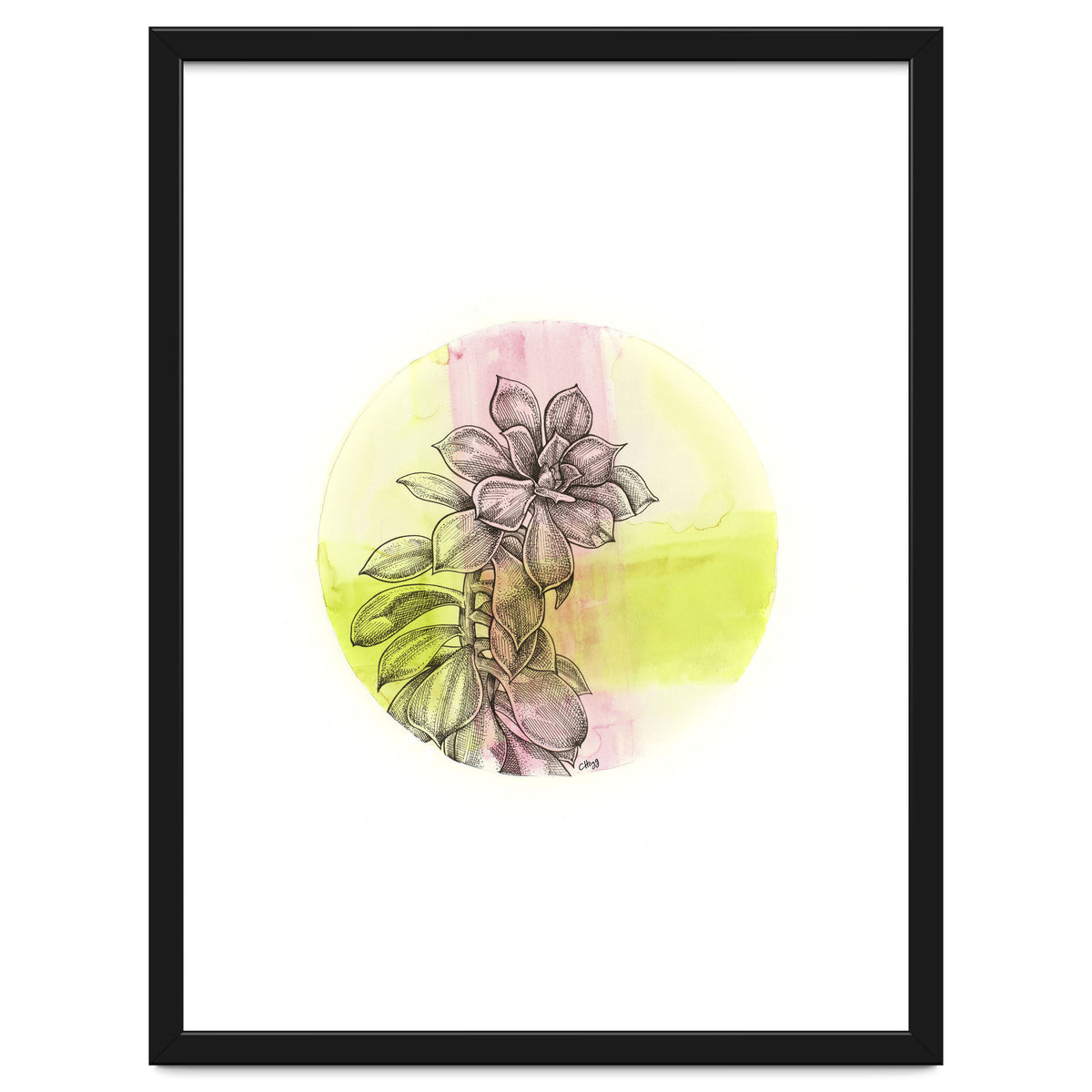 Succulent On Pink And Green