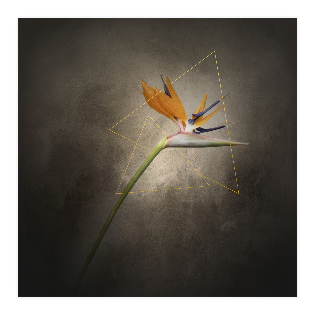 Graceful flower - Strelitzia | vintage style  (Print Only)
