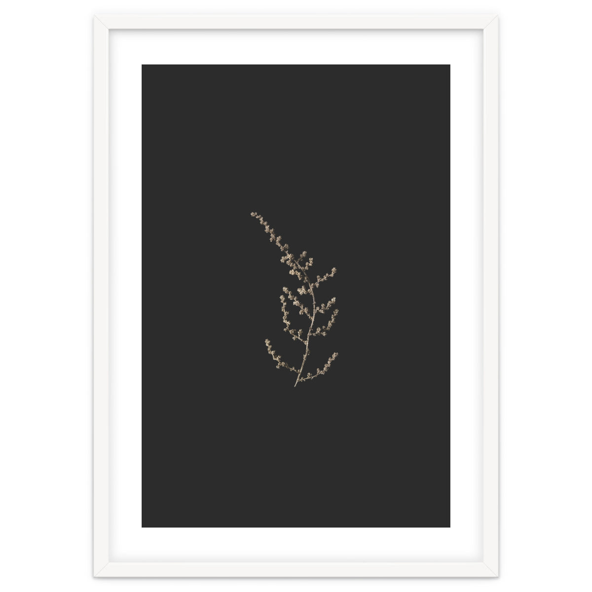 Delicate Golden Fynbos Botanicals on Black