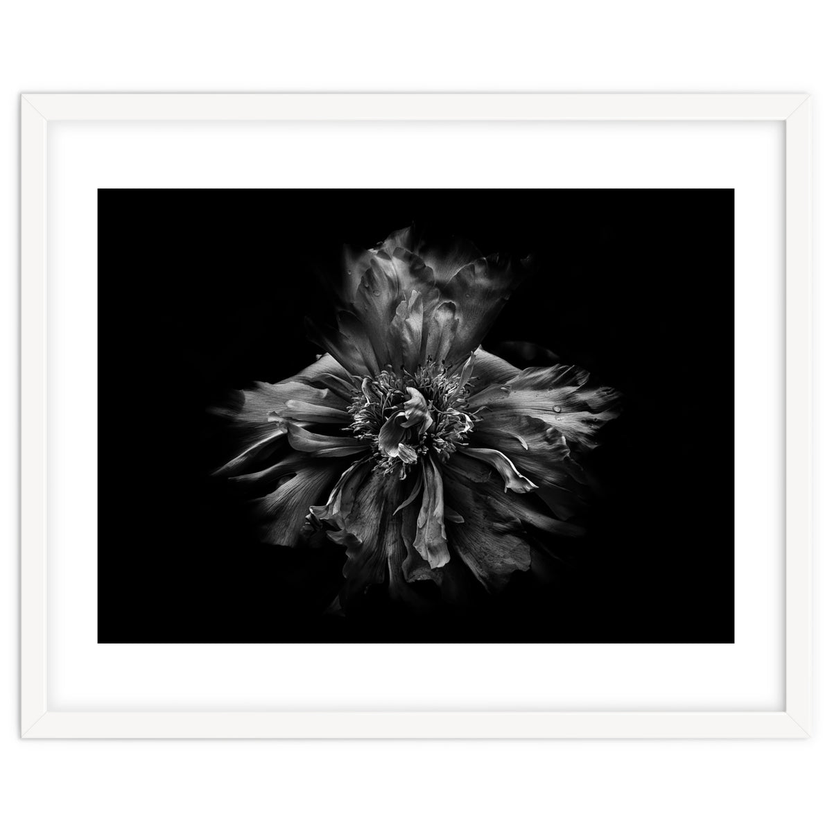 Backyard Flowers In Black And White No 49