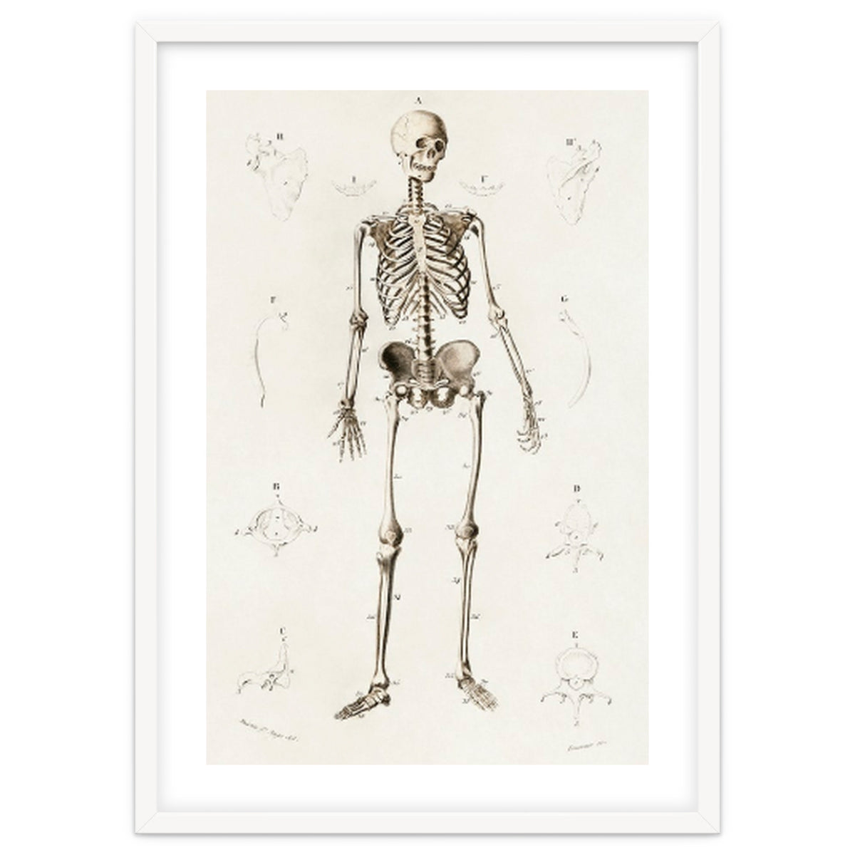 Human skeleton illustrated