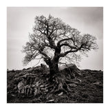 Gnarled Tree (Print Only) thumbnail