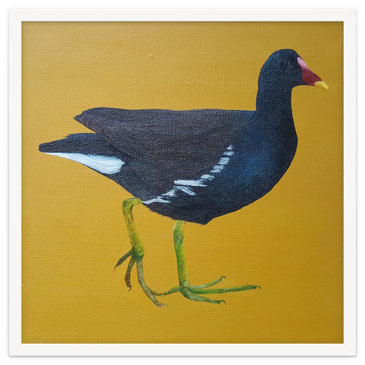 Moorhen