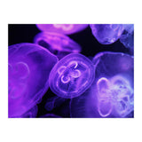 Jellyfish (Print Only) thumbnail