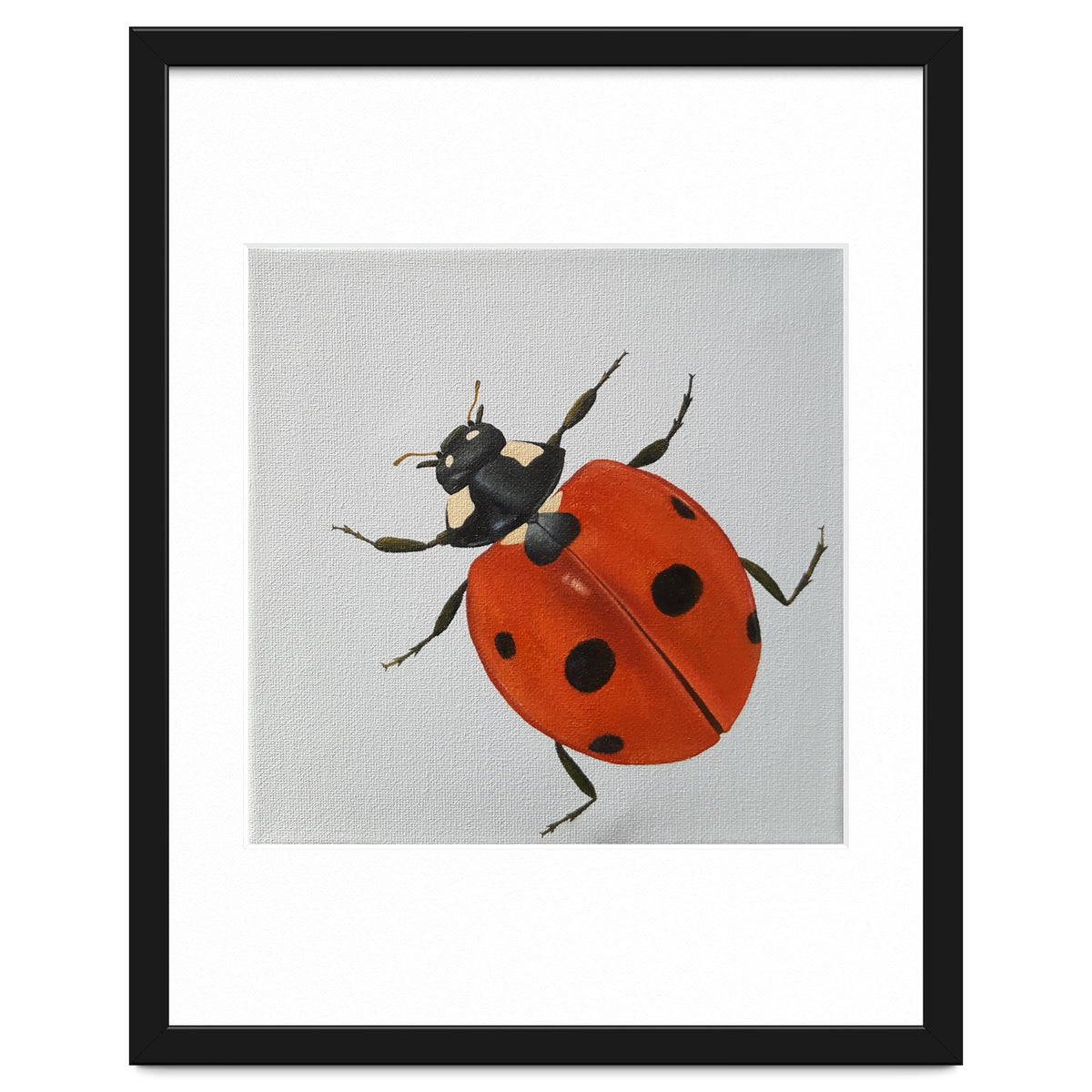 Ladybird