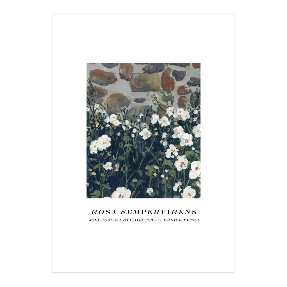 Rosa Sempervirens  (Print Only)