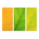 Autumn Leaves (Print Only) thumbnail