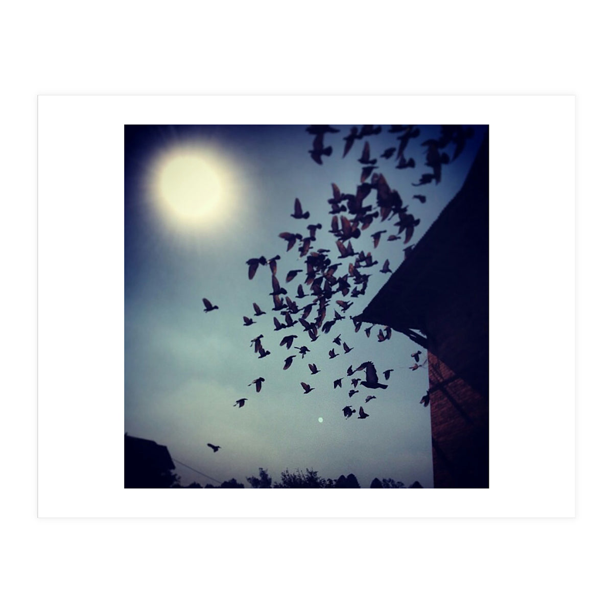 Free Birds (Print Only)