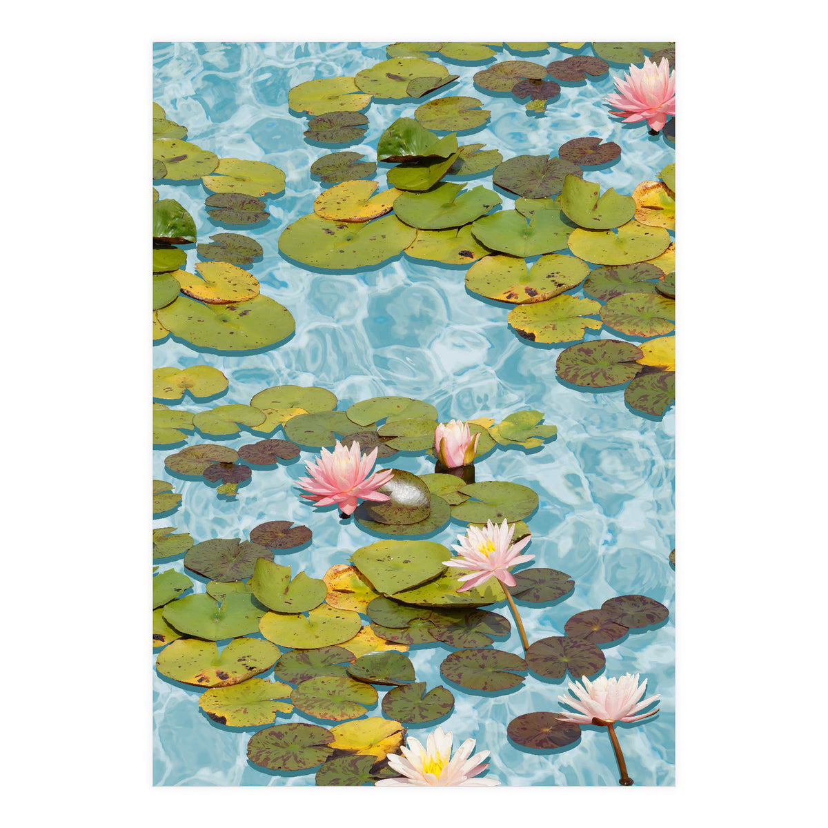 Lotus Formation (Print Only)