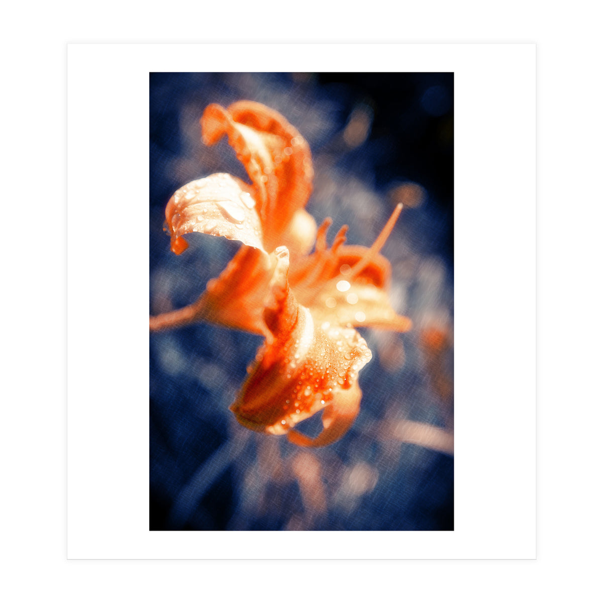 Lily Flower (Print Only)