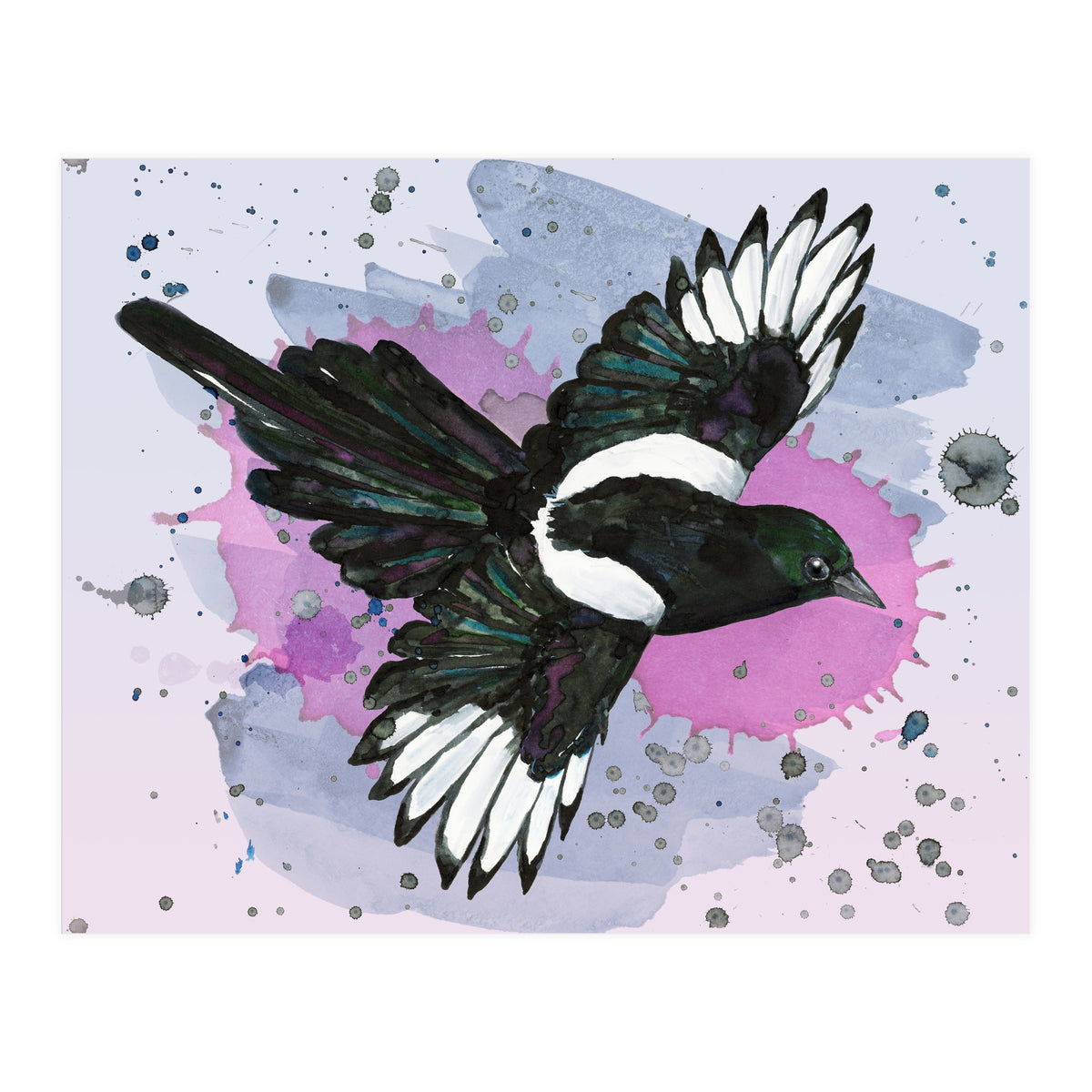 A watercolor drawing of a flying magpie (Print Only)