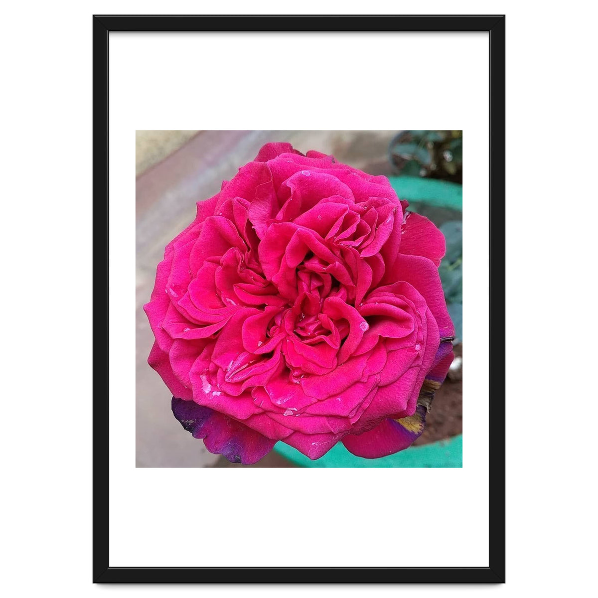 Beautiful Fragrant Rose