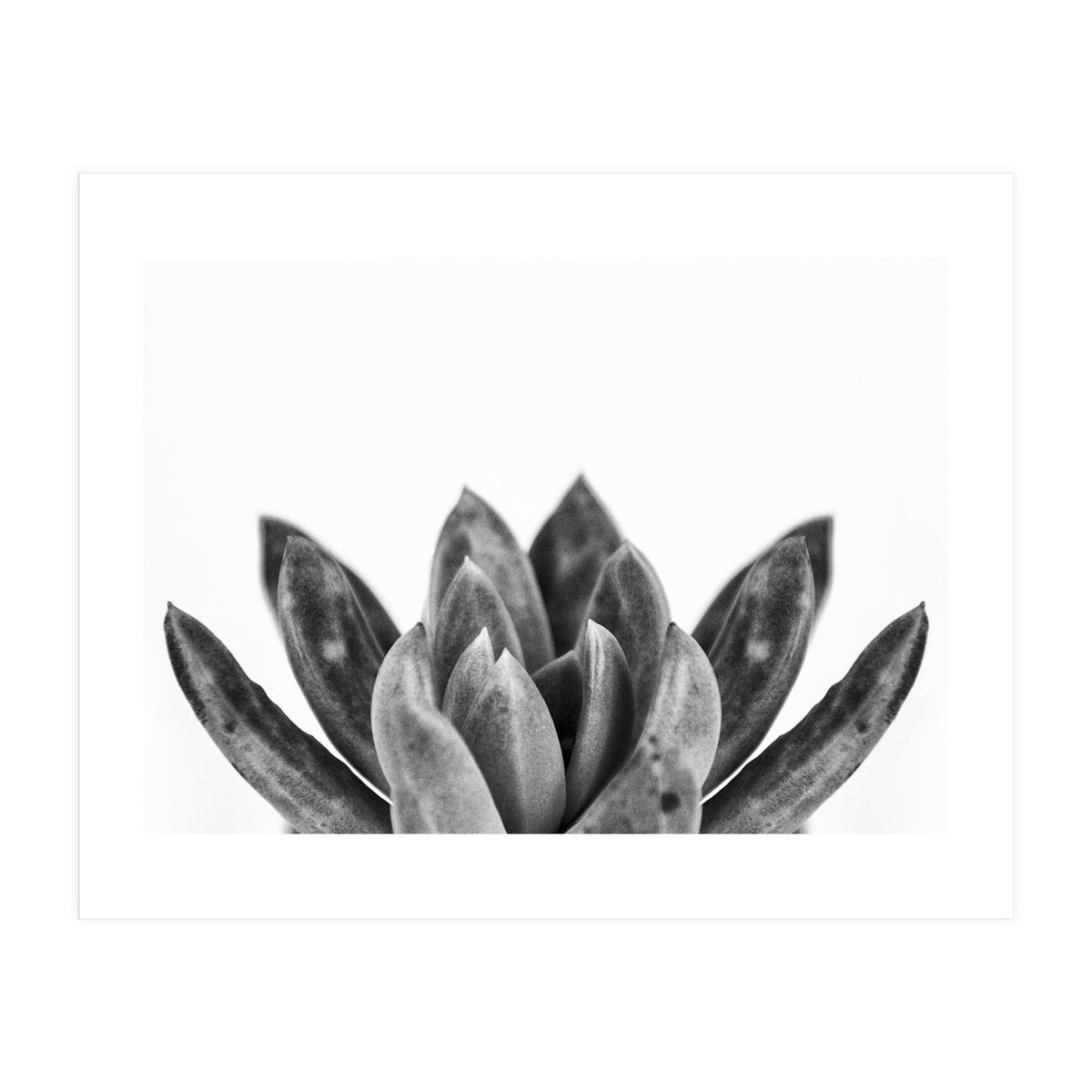 Cactus flower (Print Only)