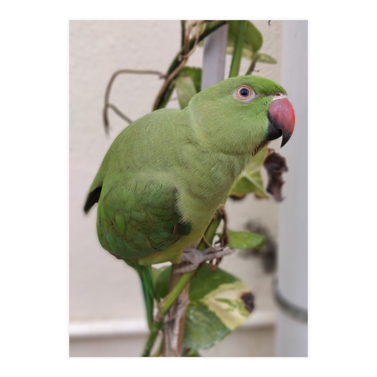 Dazzling Indian Parrot (Print Only)