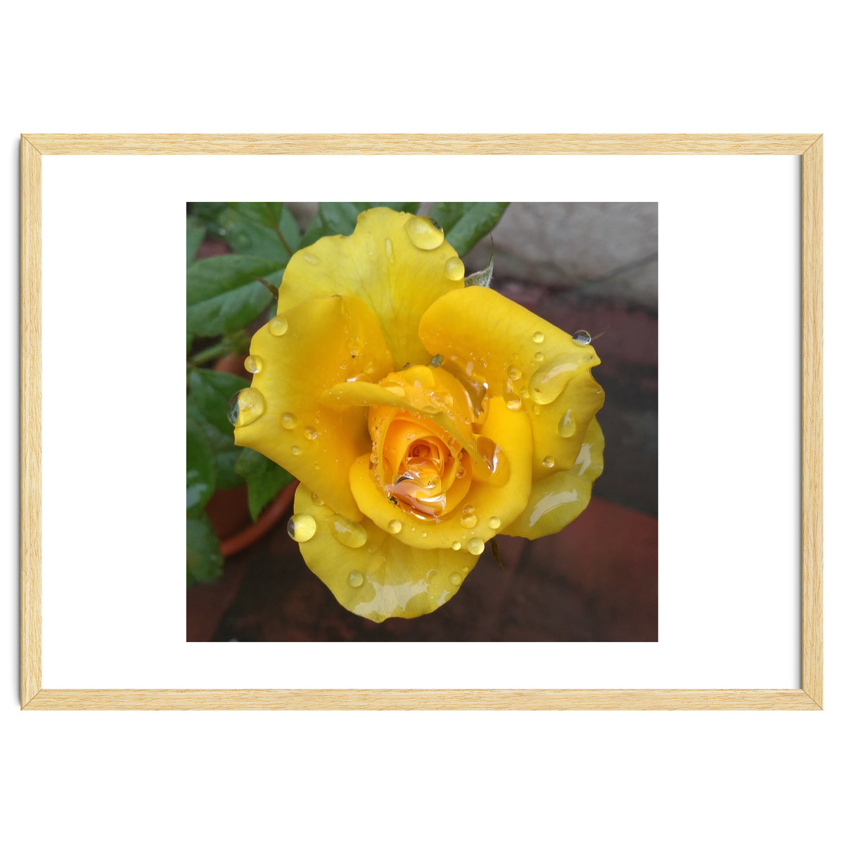 Yellow Rose with Dew Drops