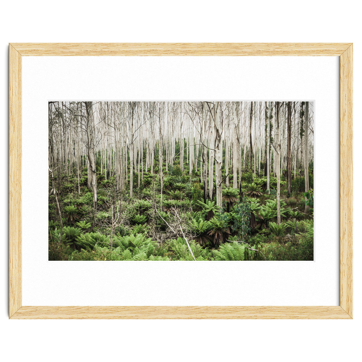 Forest After The Fire