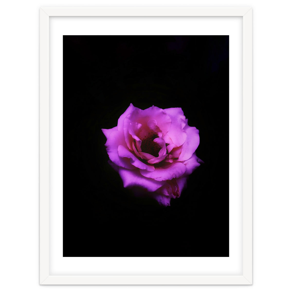 PINK ROSE IN DARK SPACE