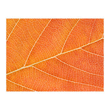 Autumn Leaf (Print Only) thumbnail